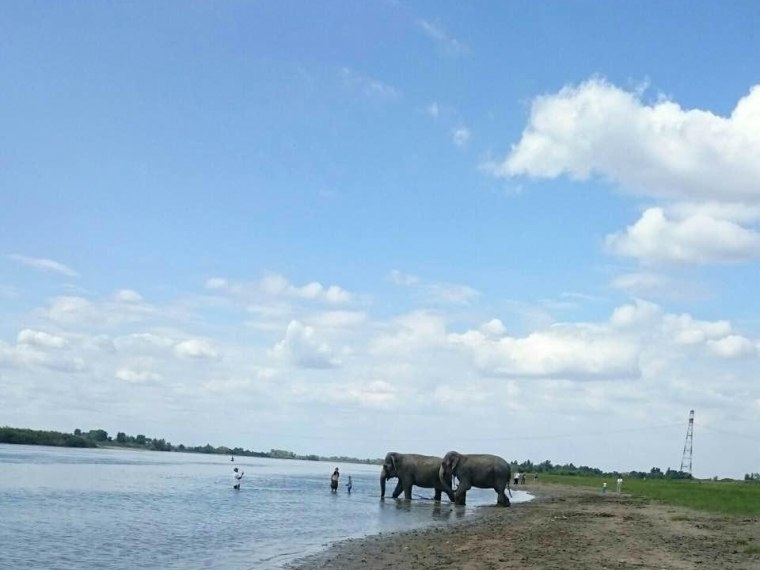 Ordinary Indian elephants on the banks of the Omsk Irtysh. - Omsk, Russia, Elephants, Unusual, Interesting