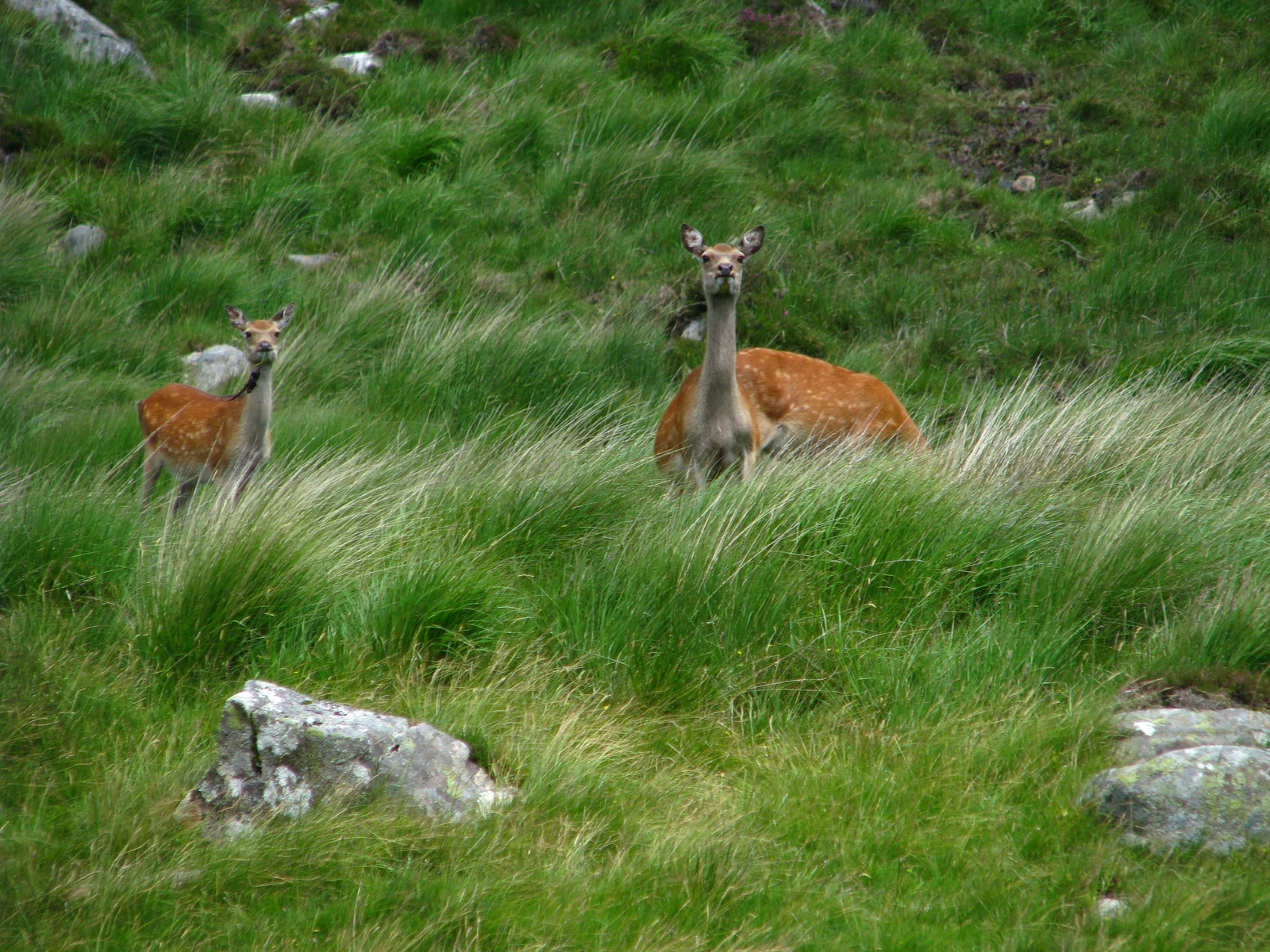 Glendalough - Guinness colored lakes - My, Ireland, , Nature, Tourism, Travels, Lake, Longpost, Dublin