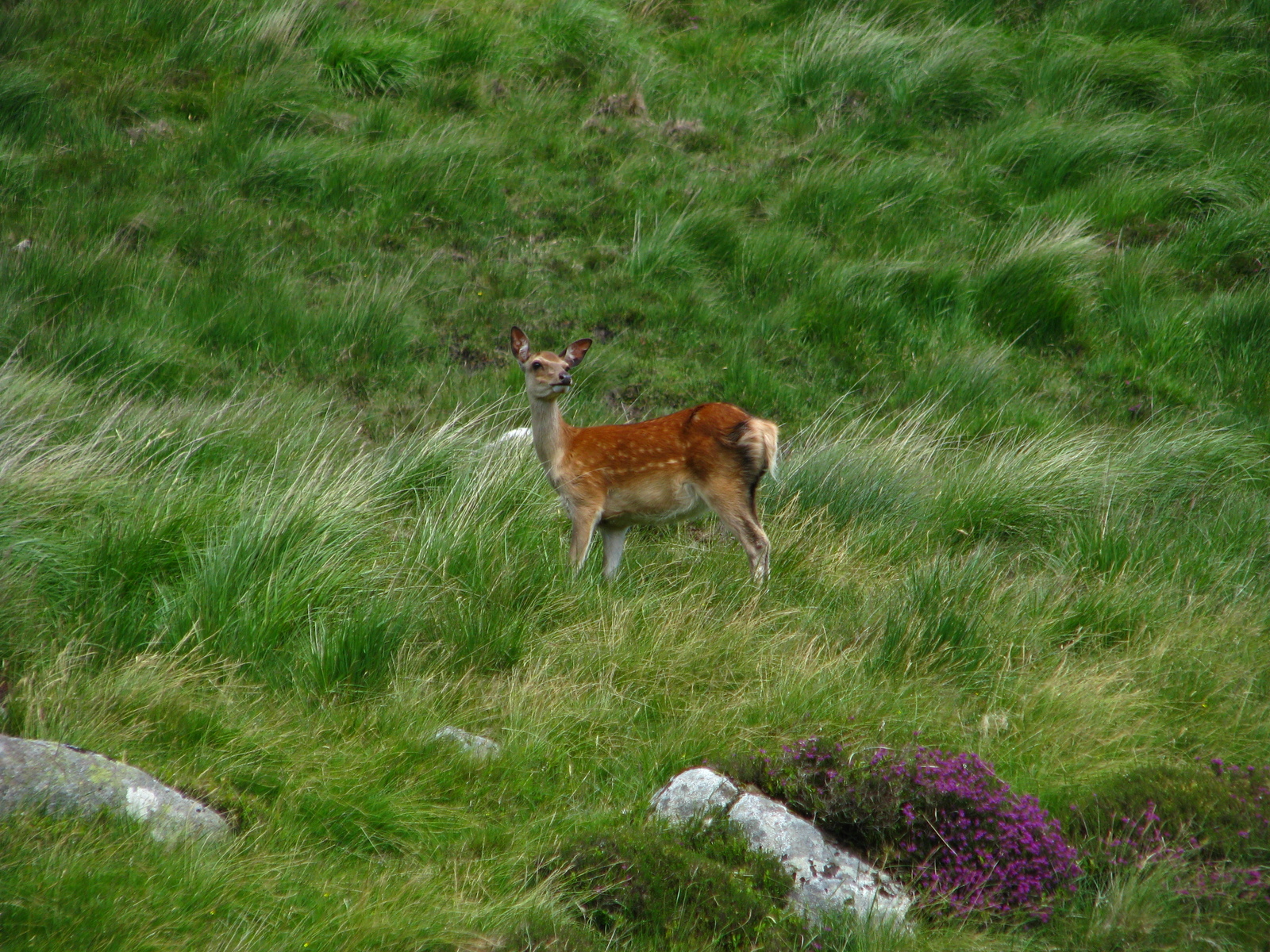 Glendalough - Guinness colored lakes - My, Ireland, , Nature, Tourism, Travels, Lake, Longpost, Dublin