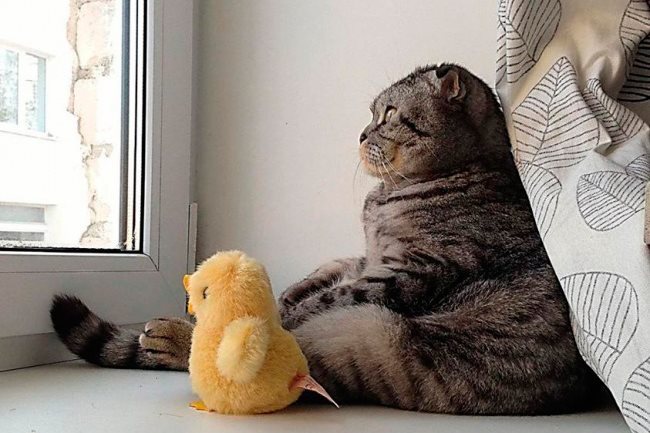 Thinker cat: - cat, thinker cat