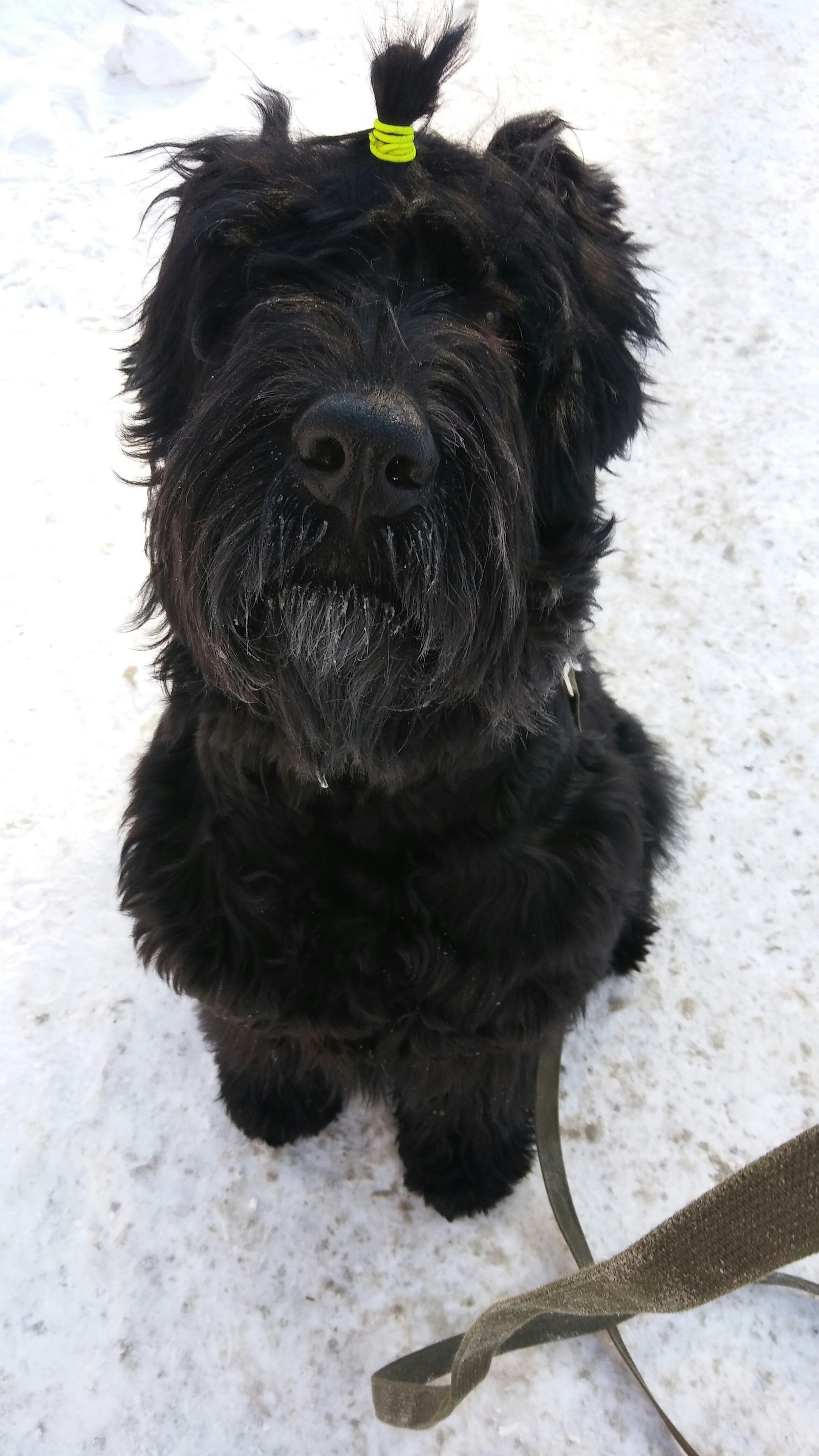 Russian black terrier was/was - My, Longpost, Dog, Russian Black Terrier, Miniature schnauzer, It Was-It Was