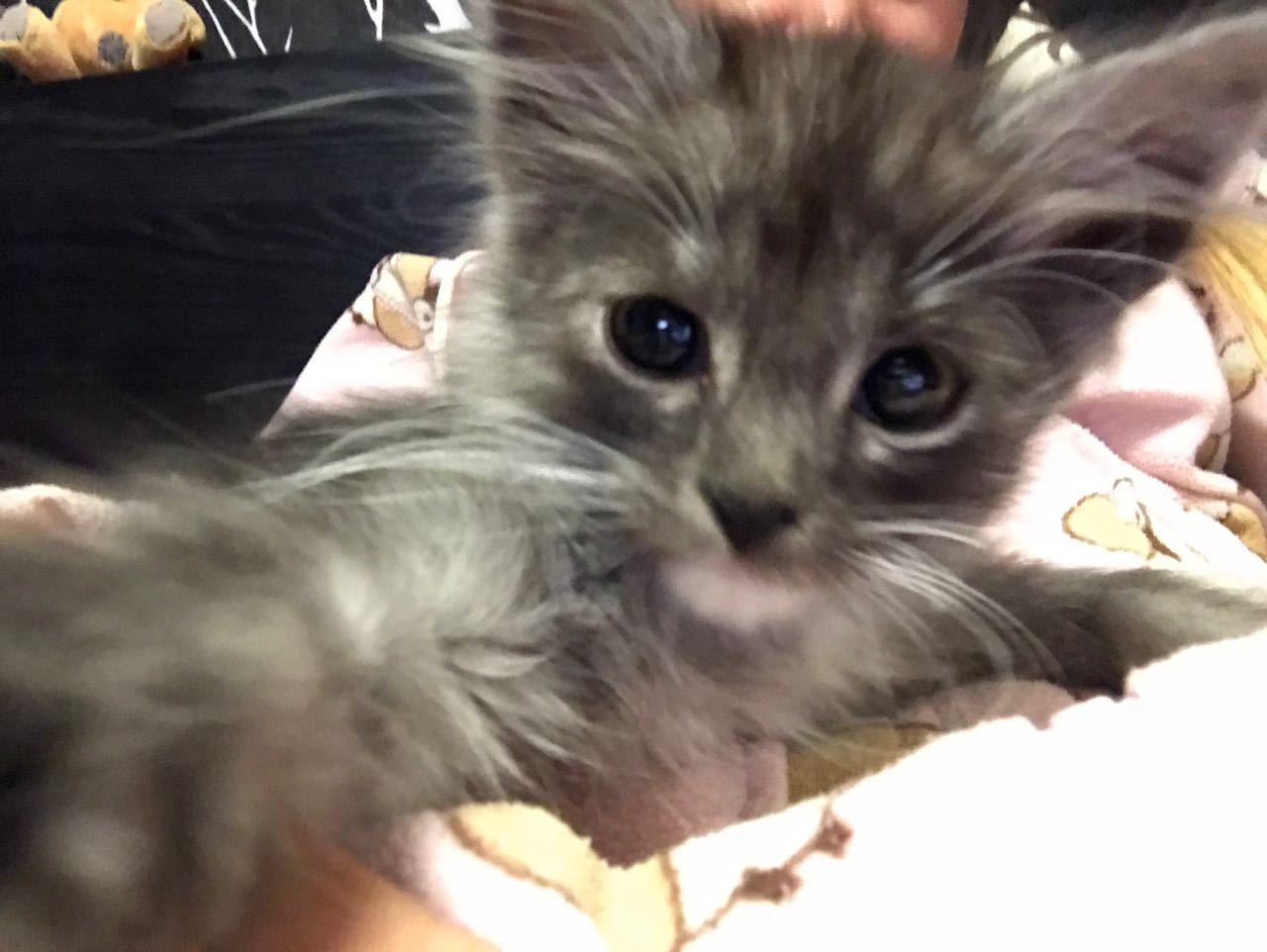 Коты маленькие и взрослые. Коты в детстве и взрослые. Как котенок стал. Как котенок стал. Серый котенок до и после.