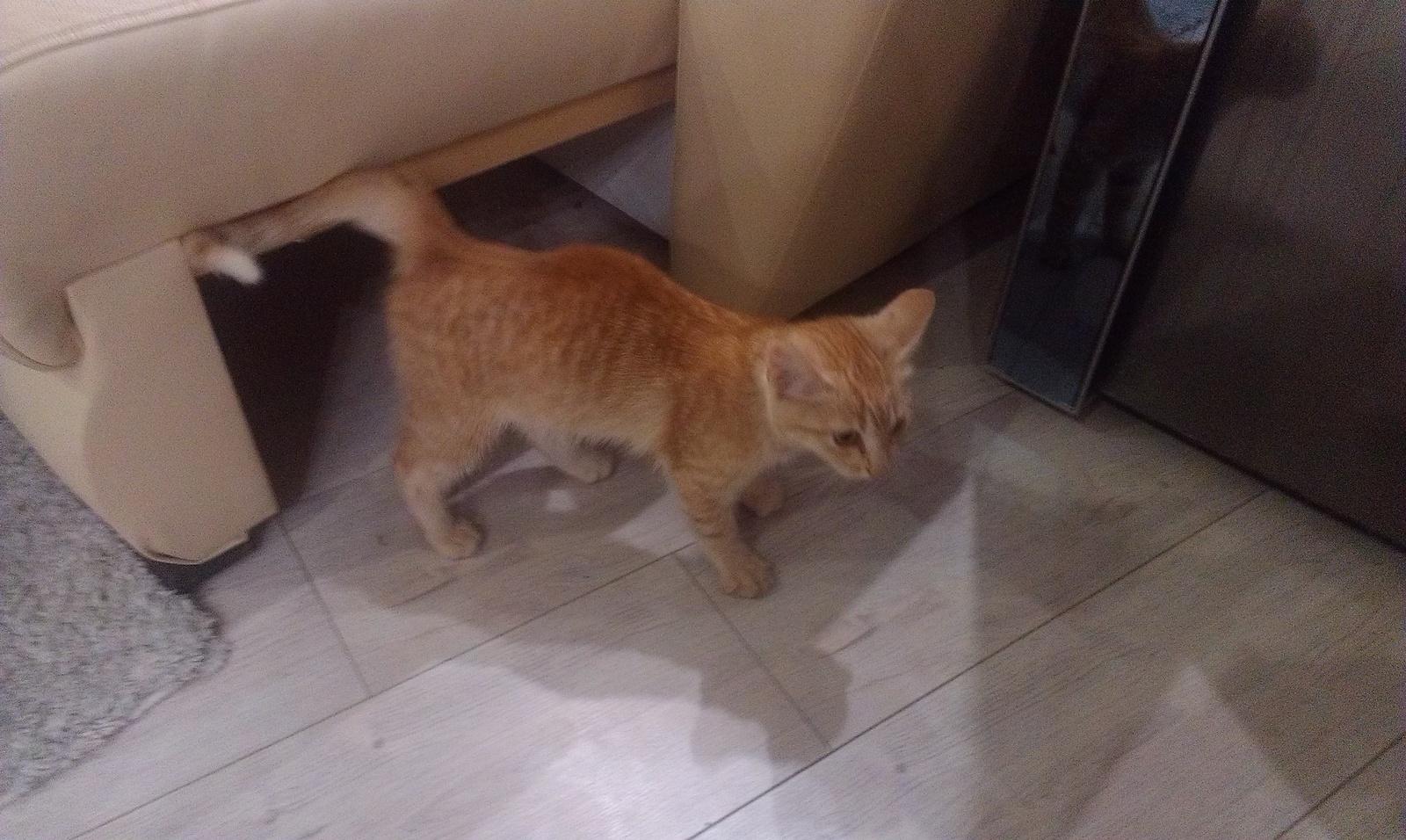 Urgently looking for a home for a kitten (tray, bowl, bags with food and filler, shampoo included) - My, Help, cat, In good hands, I'll give it to good hands, Novosibirsk, Longpost