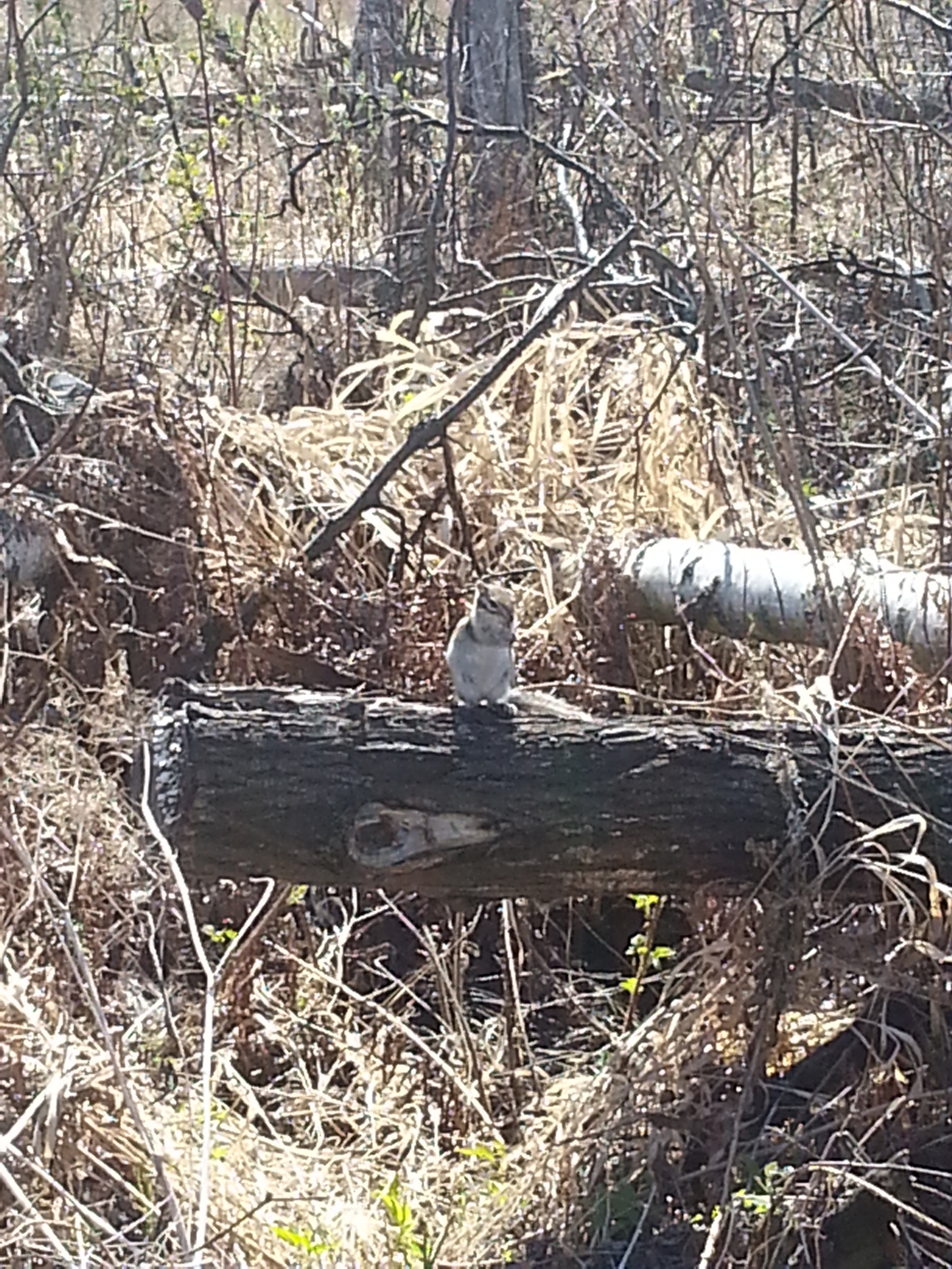 Country Chipmunk and Co. - My, Wild animals, Dacha, Longpost