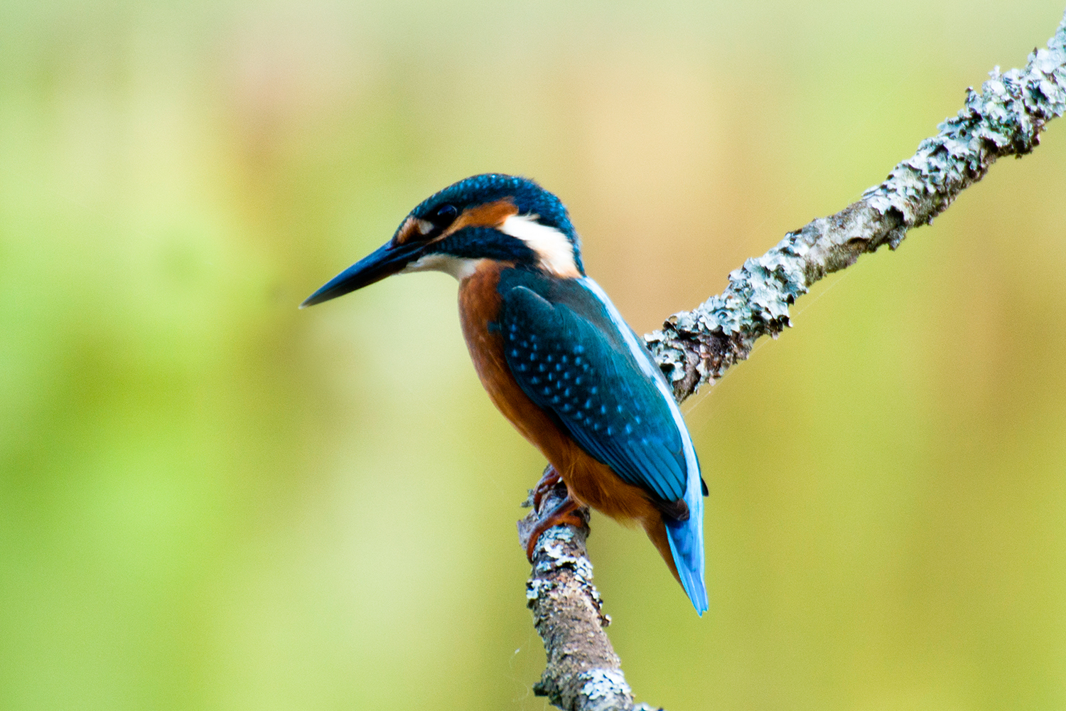 Kingfisher - My, Kingfisher, Birds, Leningrad region, The photo, Longpost