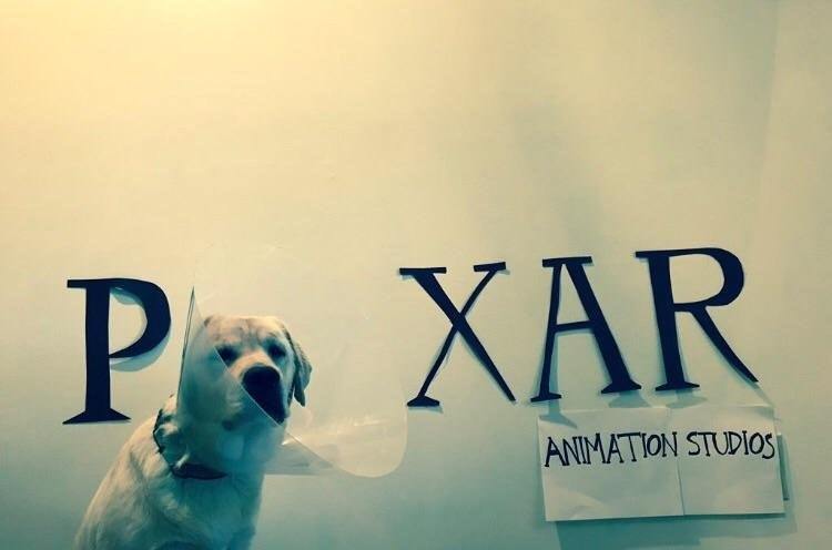 Заставка Pixar - Pixar, Собака