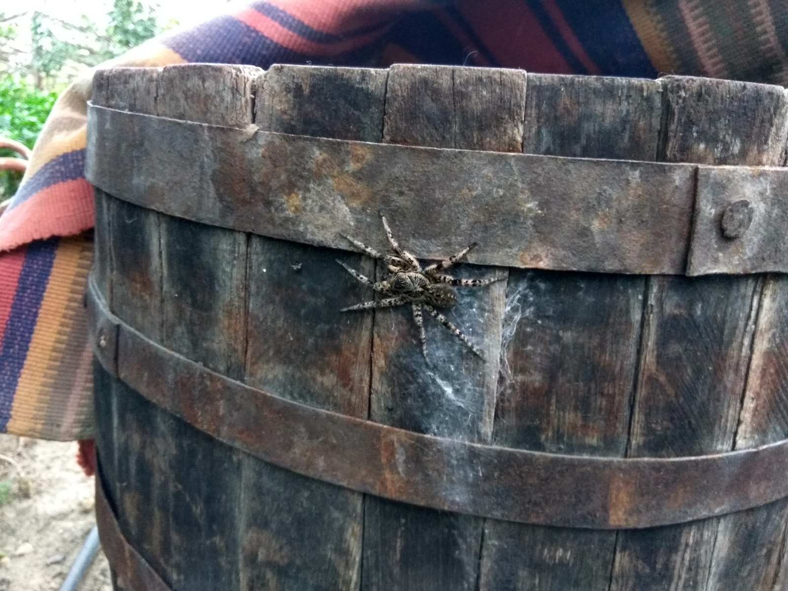 Someone privatized my barrel... - My, Spider, Arachnophobia, Barrel