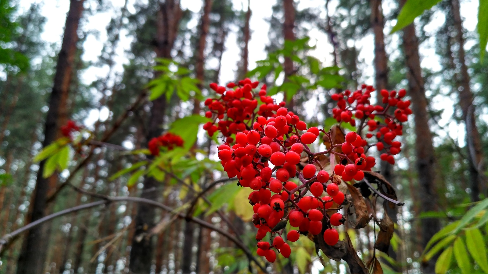 rural spaces. - My, Voronezh region, Plants, The photo, Macro, Enthusiasm, Longpost, Macro photography