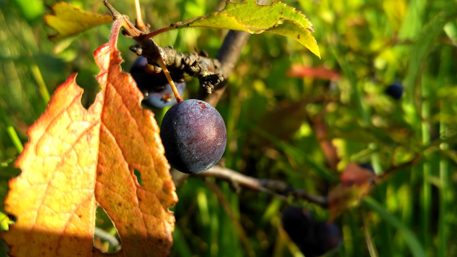 rural spaces. - My, Voronezh region, Plants, The photo, Macro, Enthusiasm, Longpost, Macro photography