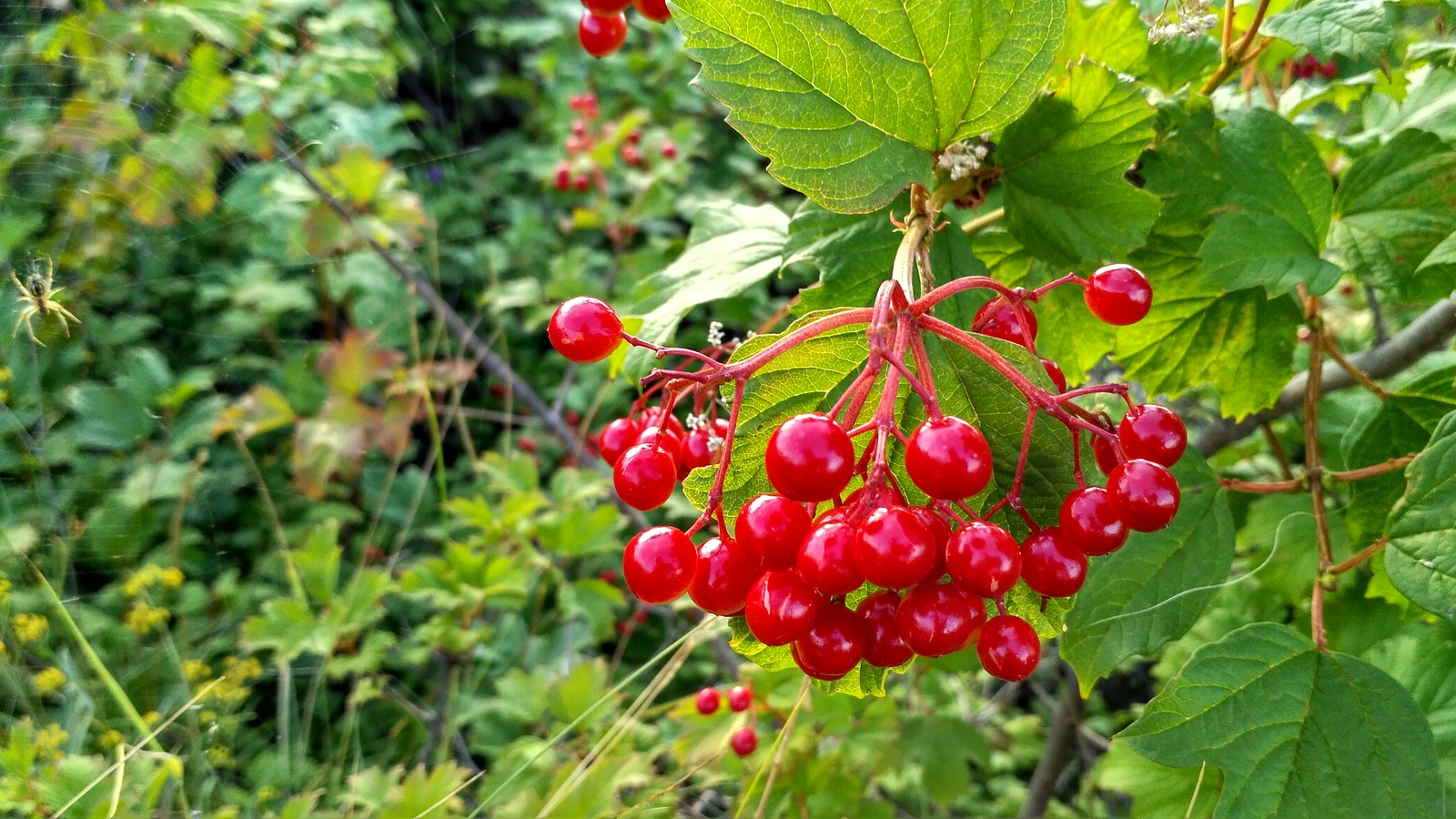 rural spaces. - My, Voronezh region, Plants, The photo, Macro, Enthusiasm, Longpost, Macro photography