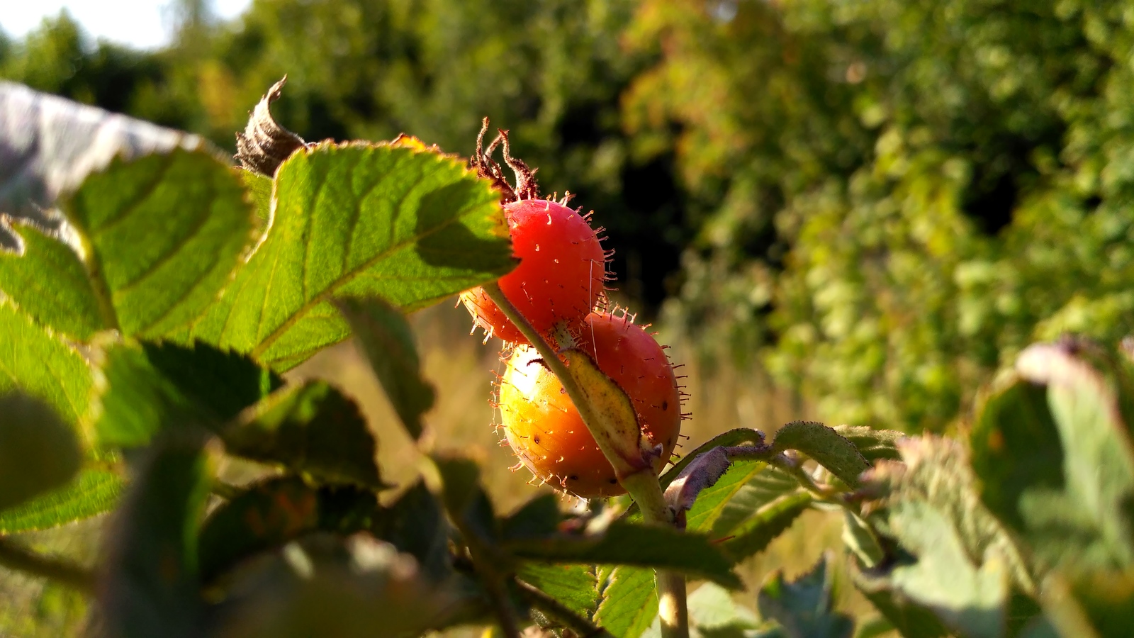 rural spaces. - My, Voronezh region, Plants, The photo, Macro, Enthusiasm, Longpost, Macro photography