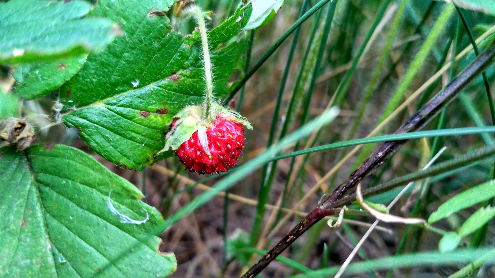 rural spaces. - My, Voronezh region, Plants, The photo, Macro, Enthusiasm, Longpost, Macro photography