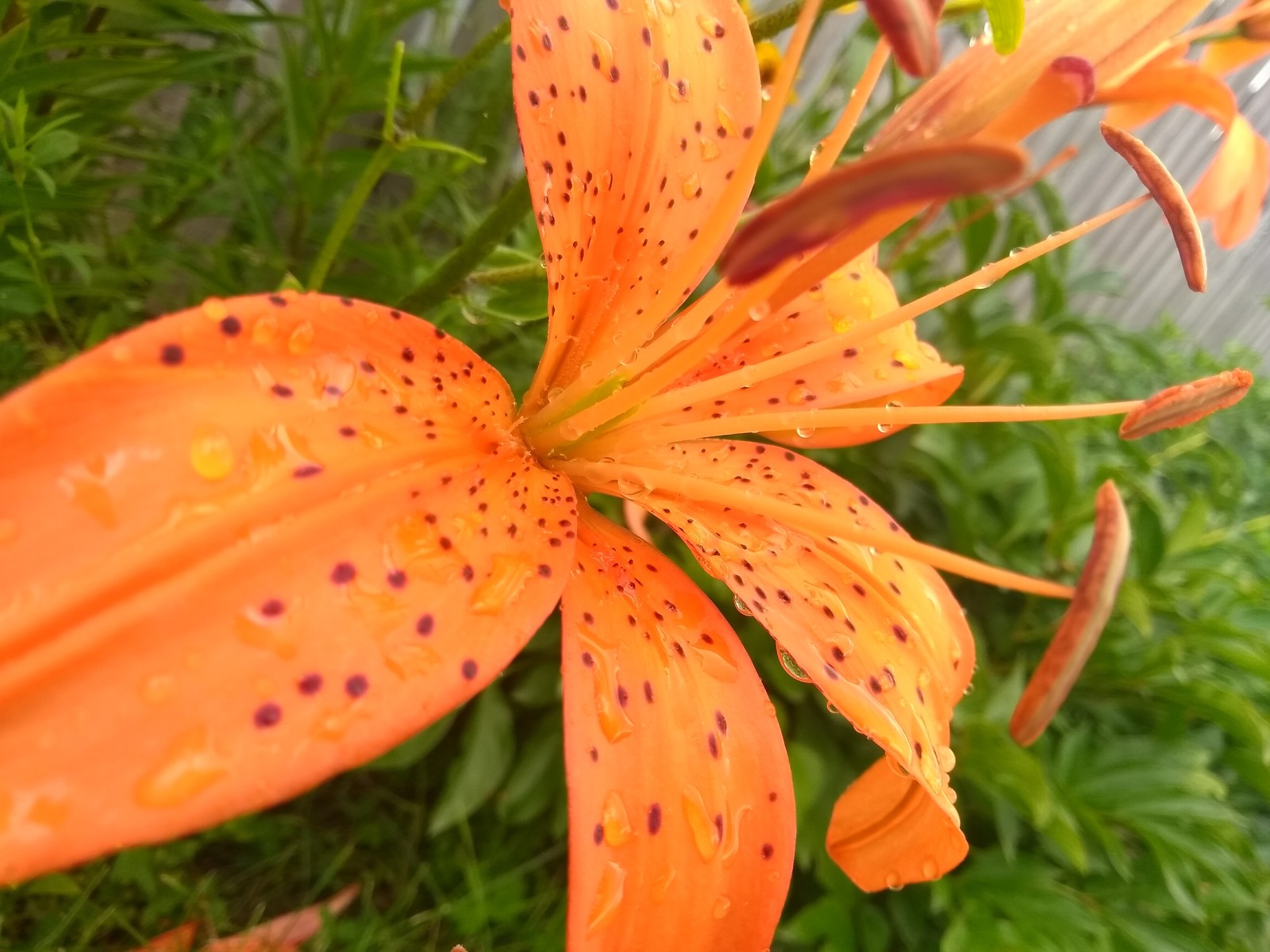 Flowers - My, Village, The photo, Flowers, First experience, , Longpost