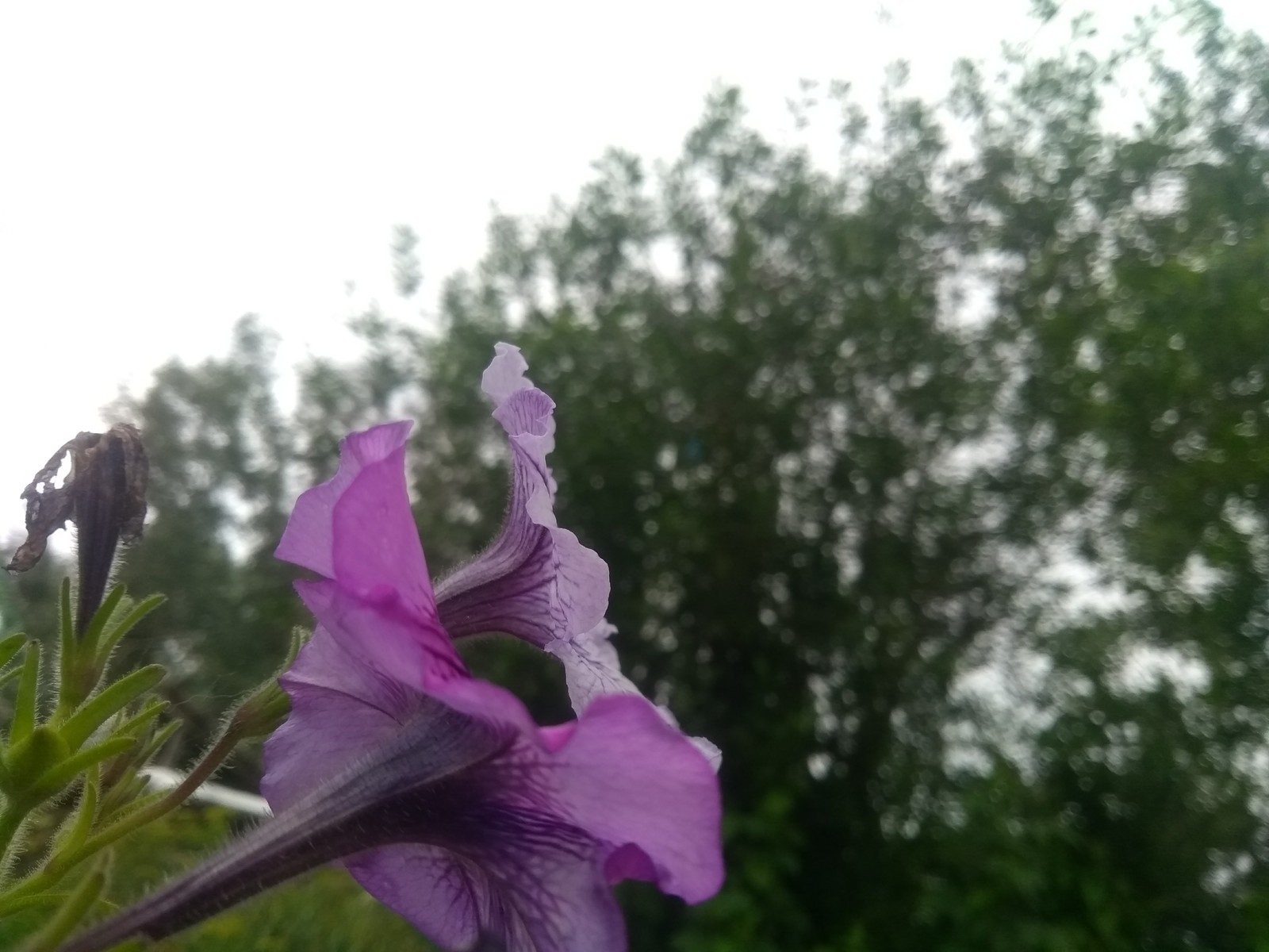 Flowers - My, Village, The photo, Flowers, First experience, , Longpost