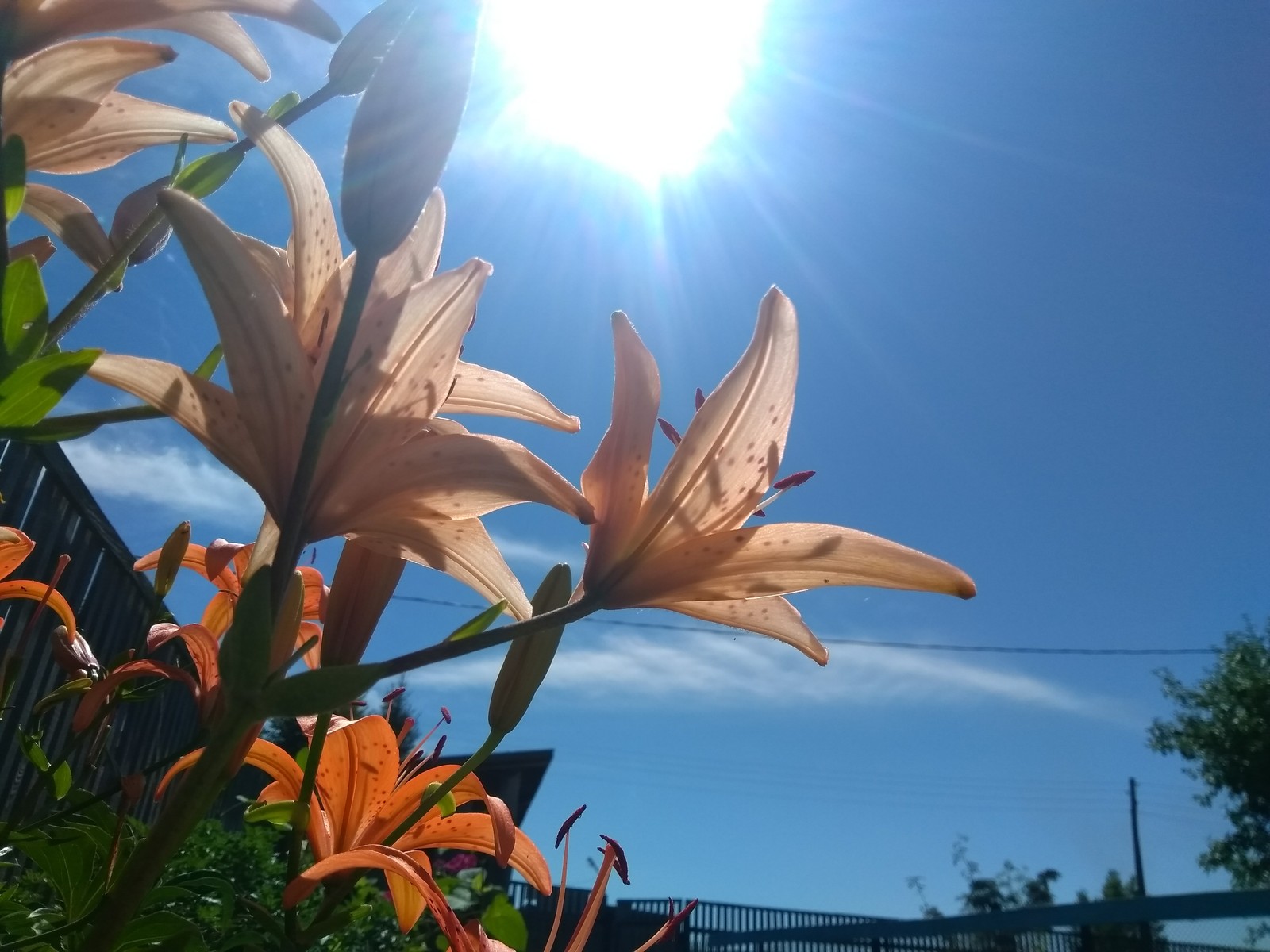 Flowers - My, Village, The photo, Flowers, First experience, , Longpost