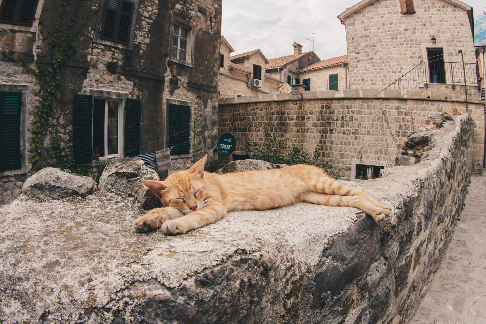 Город кошек. Kotor Montenegro кошки. Старый город крепость котор в Черногории кошки в Которе. Котор — город-крепость с котами. Котор Черногория коты.