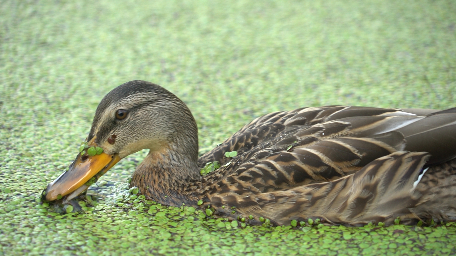 champing ducks - My, Duck, Pond, Arboretum