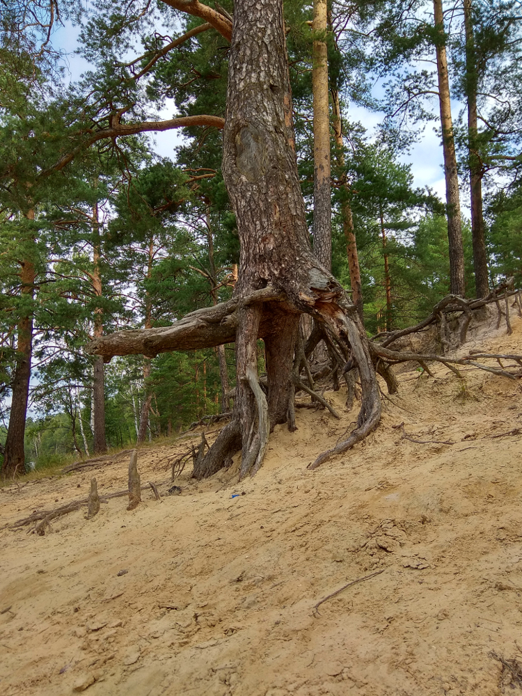 Everything ! - My, Landscape, Forest, Mushrooms, Longpost