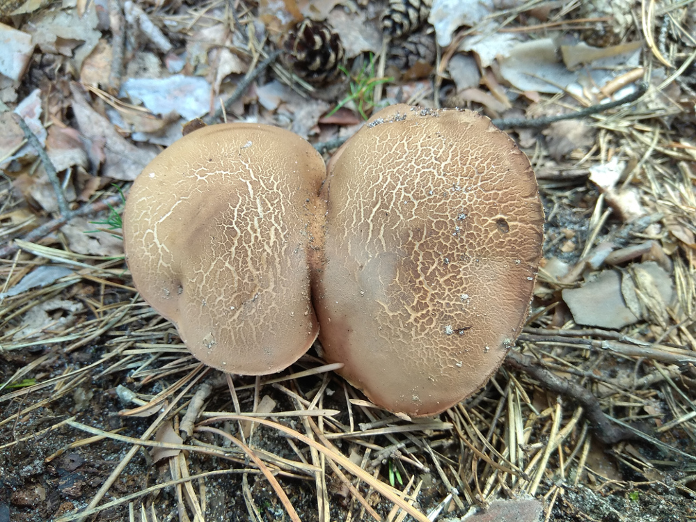 Everything ! - My, Landscape, Forest, Mushrooms, Longpost