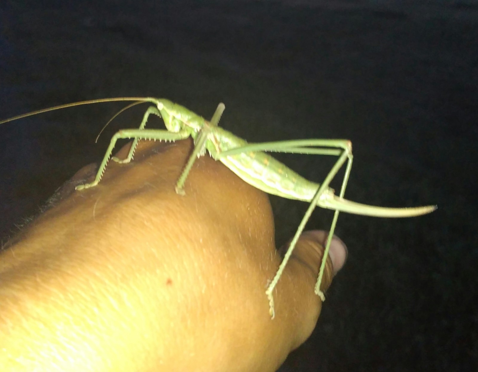 Met this guy - My, Grasshopper, Steroids, Insects, Question