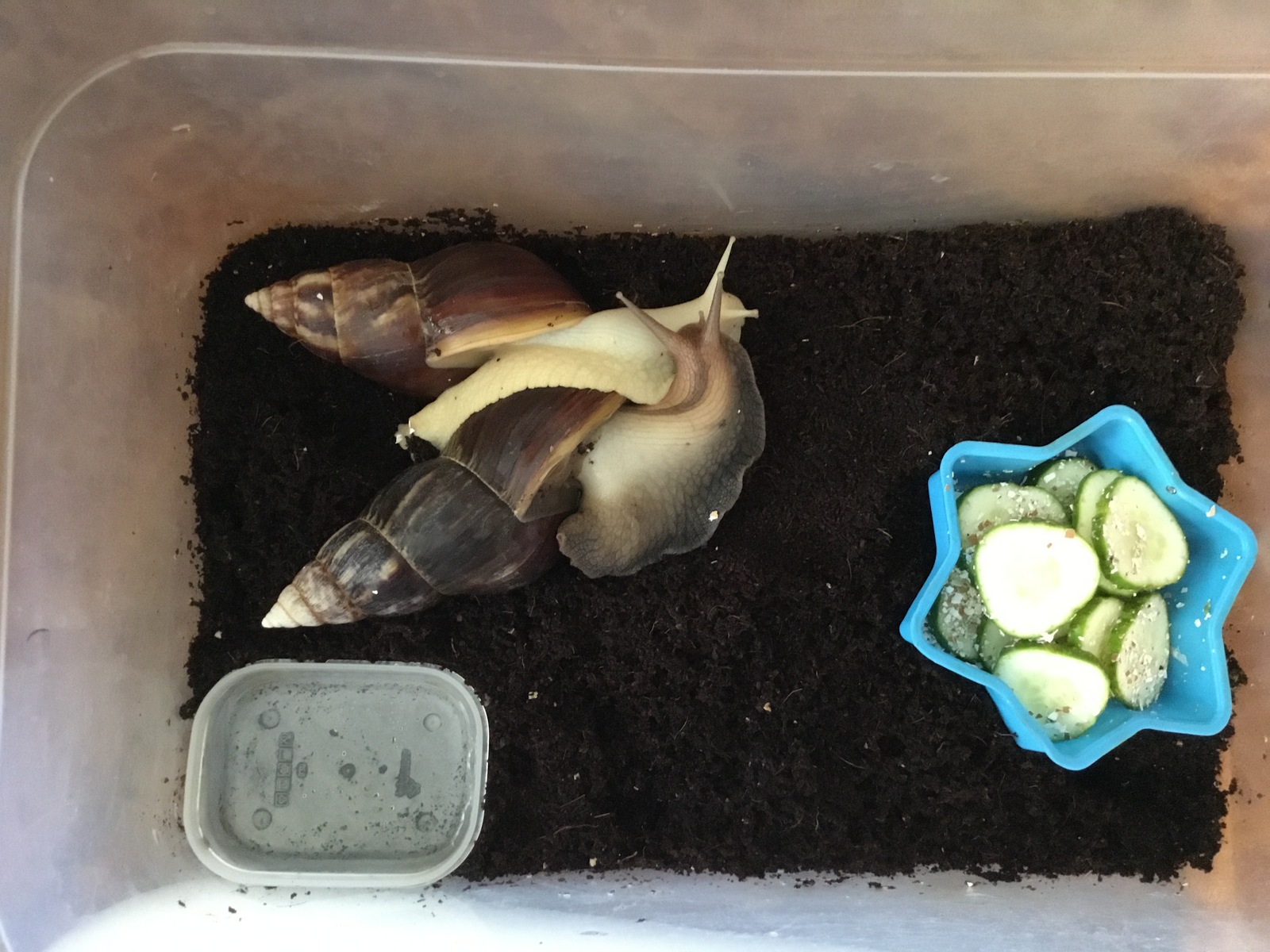 All pets are different. - My, Pet, , Snail, Achatina, Fulika, Zoology, Pets, Malacology, Longpost