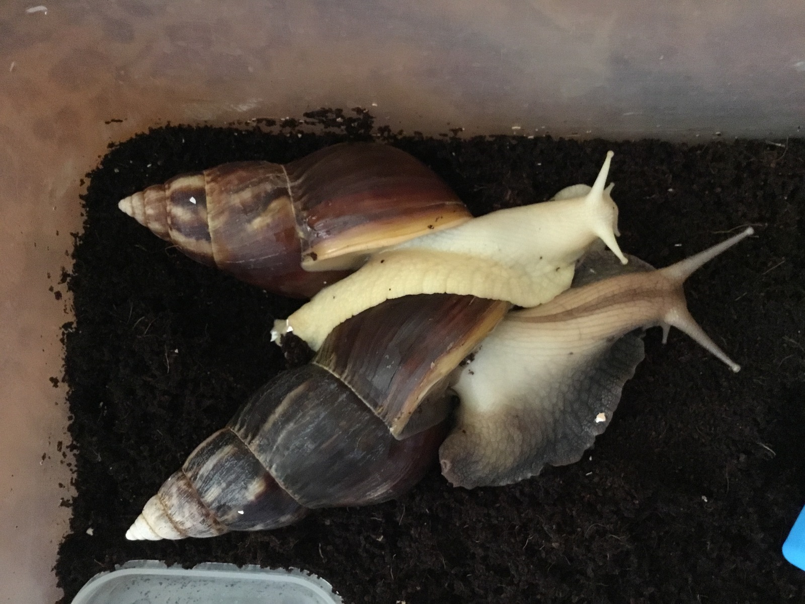 All pets are different. - My, Pet, , Snail, Achatina, Fulika, Zoology, Pets, Malacology, Longpost