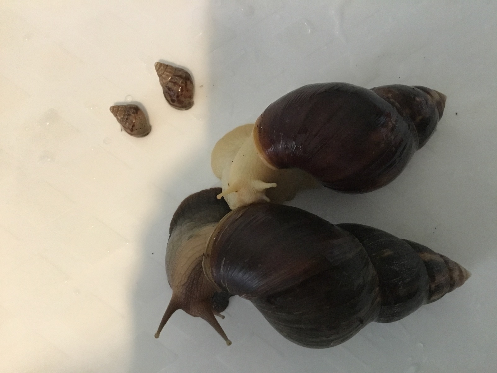 All pets are different. - My, Pet, , Snail, Achatina, Fulika, Zoology, Pets, Malacology, Longpost