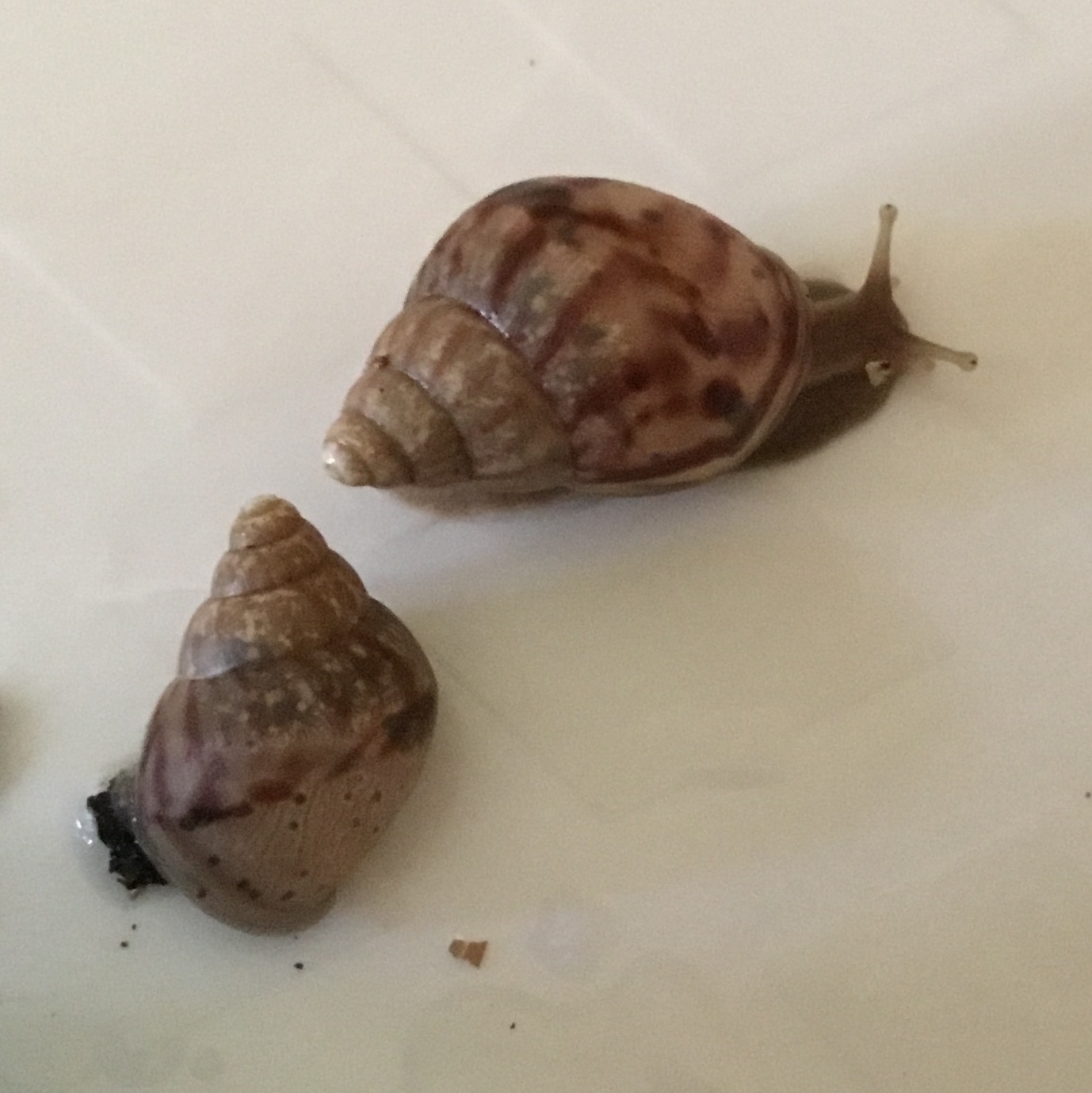 All pets are different. - My, Pet, , Snail, Achatina, Fulika, Zoology, Pets, Malacology, Longpost