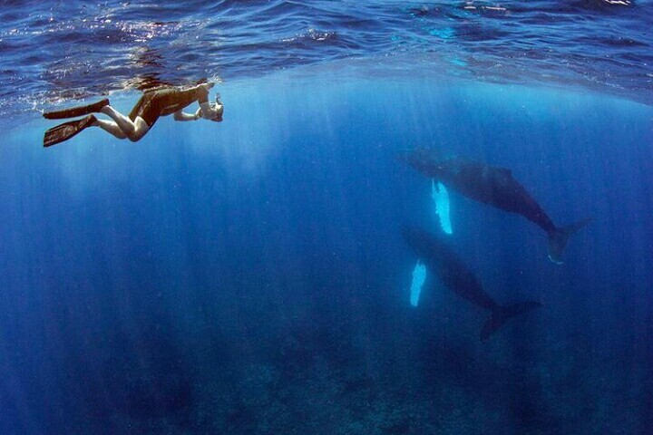 Photos with whales - Whale, The photo