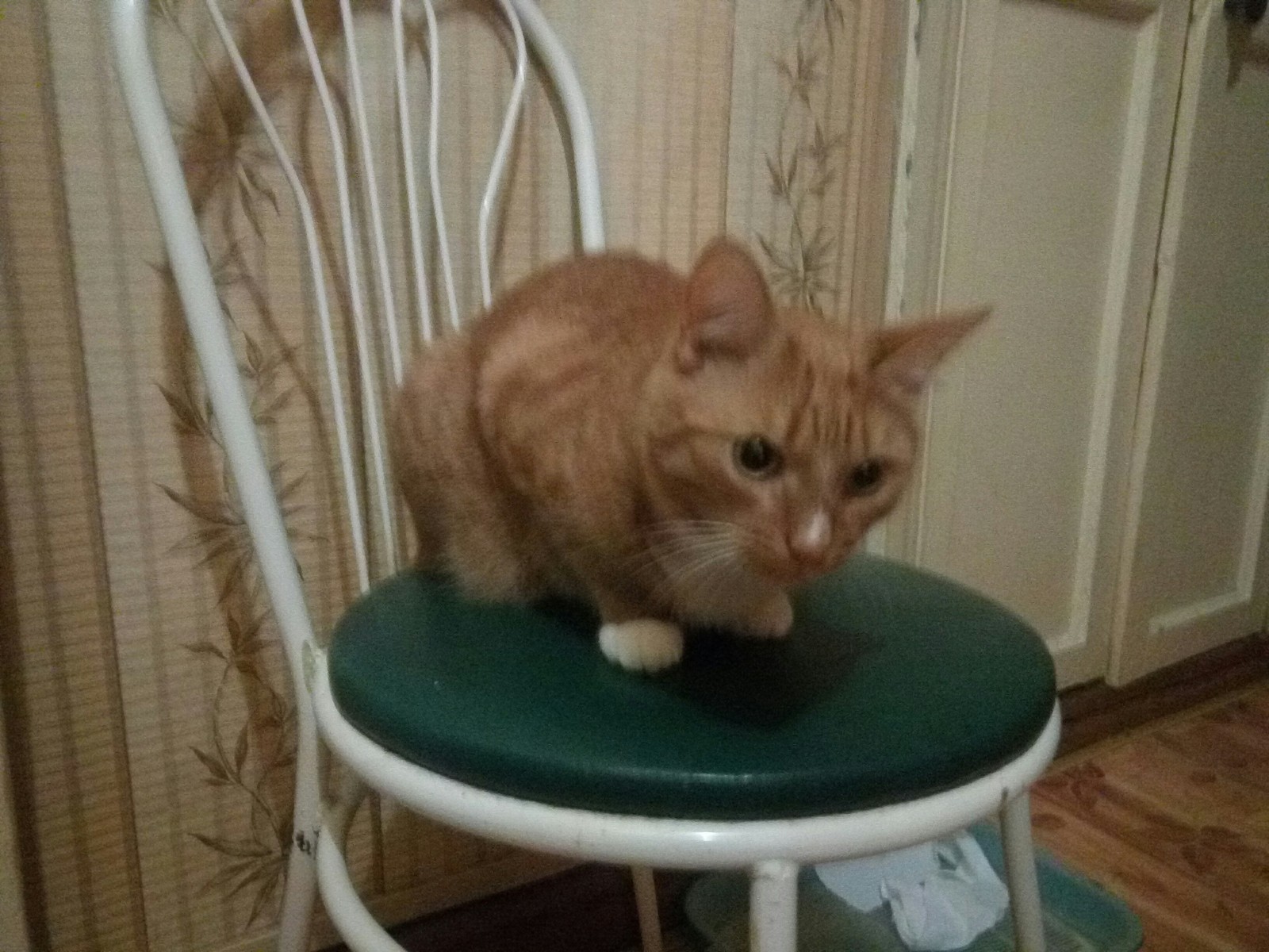 Cat, 7 kg, 1.5 years old - My, cat, Redheads, Impudence