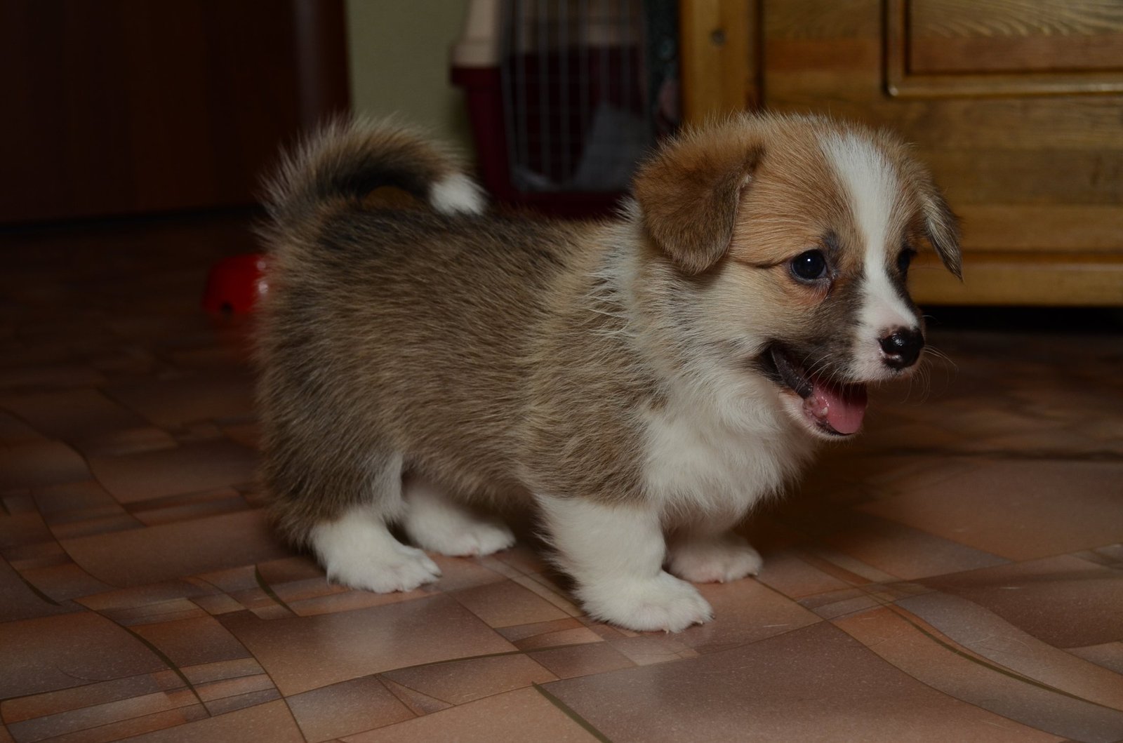 Corgi Fridays Part Five Puppy - My, Corgi, Dog, Longpost, cat