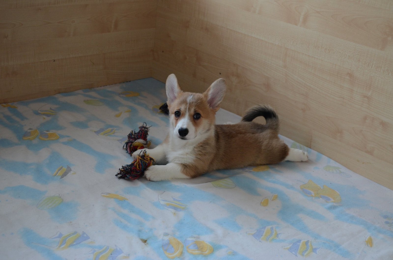 Corgi Fridays Part Five Puppy - My, Corgi, Dog, Longpost, cat