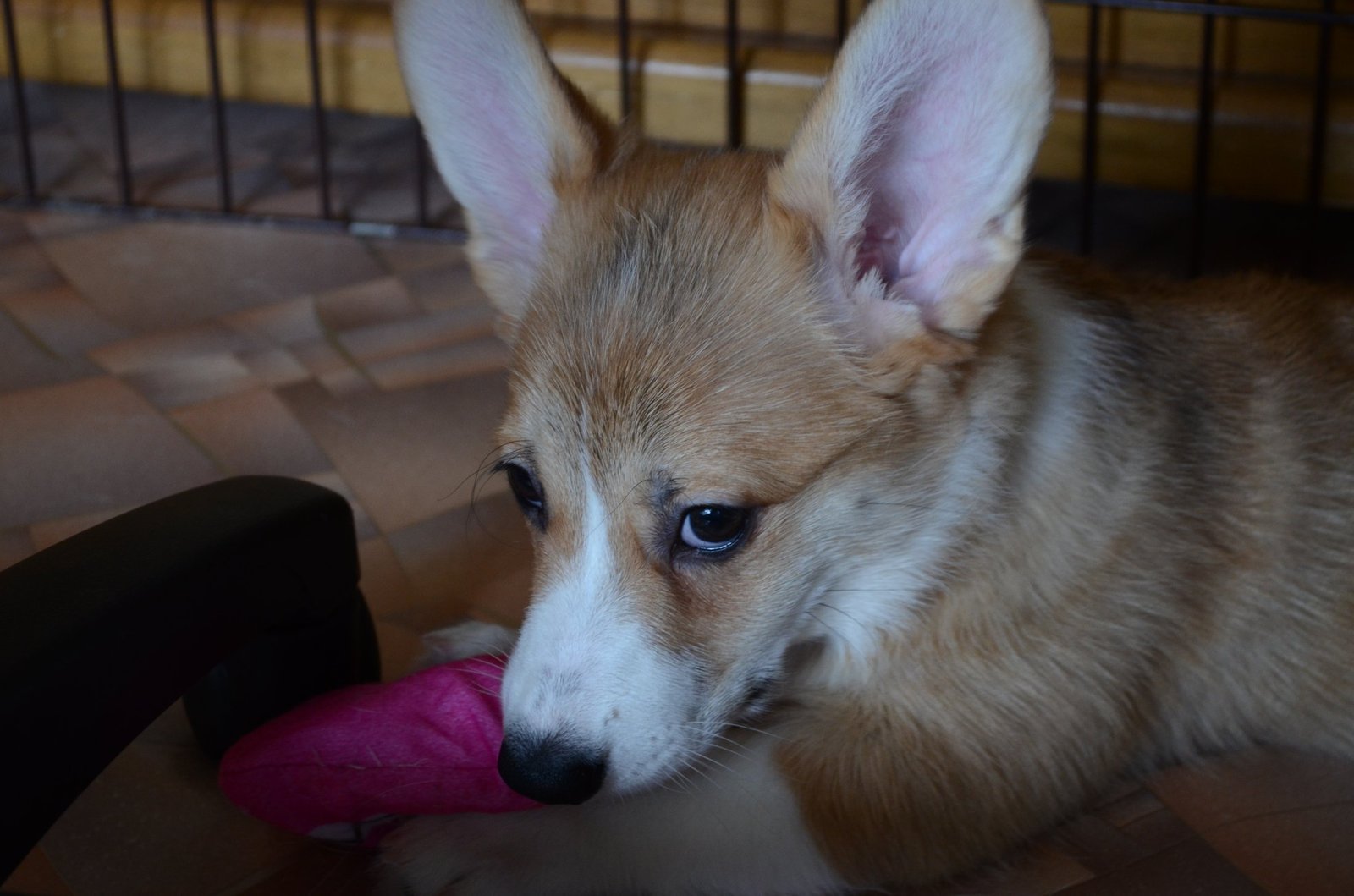 Corgi Fridays Part Five Puppy - My, Corgi, Dog, Longpost, cat