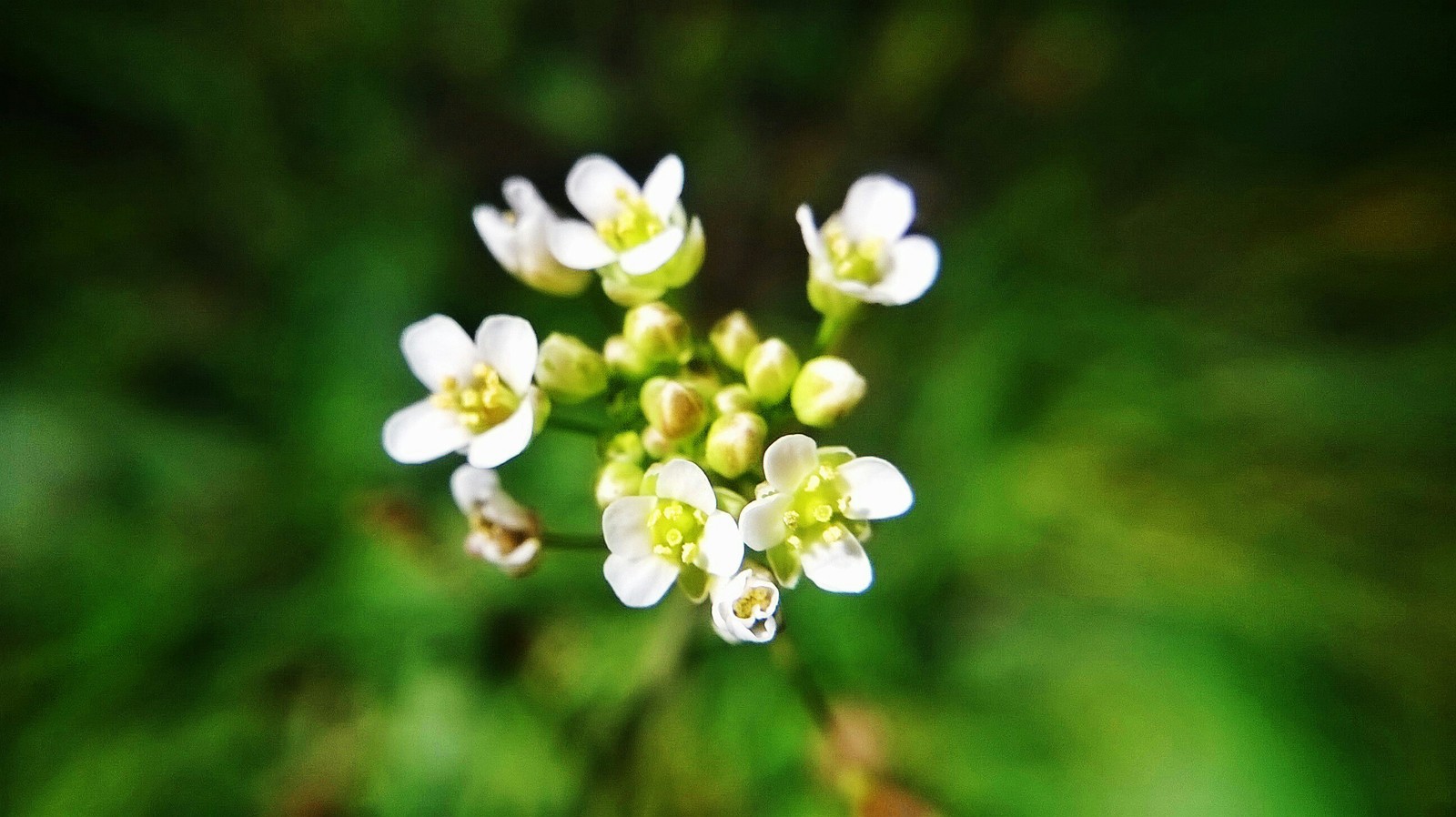 A little photo - My, Nokia Lumia, The photo, Flowers