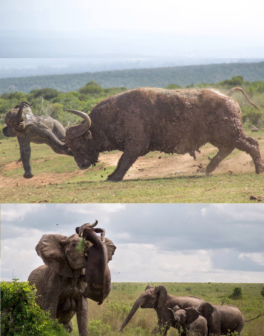 Consequences - Elephants, Buffalo, Consequences