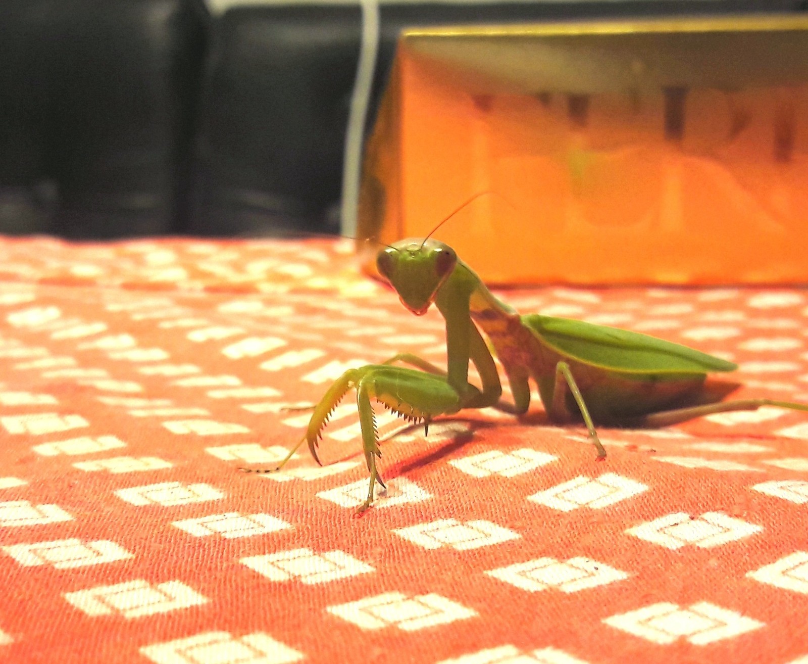 Sweets with a surprise - My, Mantis, Insects