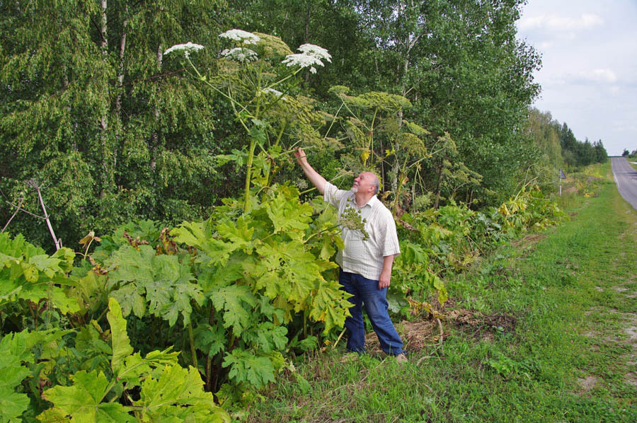 We fight with cow parsnip the easy way - My, Hogweed, Glyphosate, Roundup, Longpost