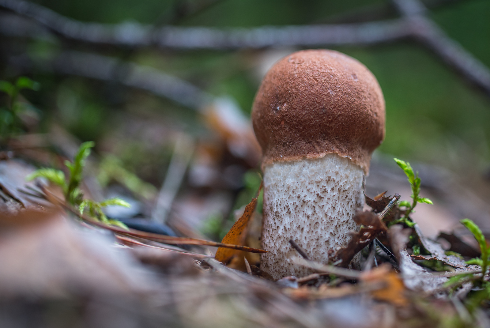 Mushroom photography #42 - My, Mushrooms, Forest, Boletus, Redheads, Borovik, Canon 100 mm, Longpost