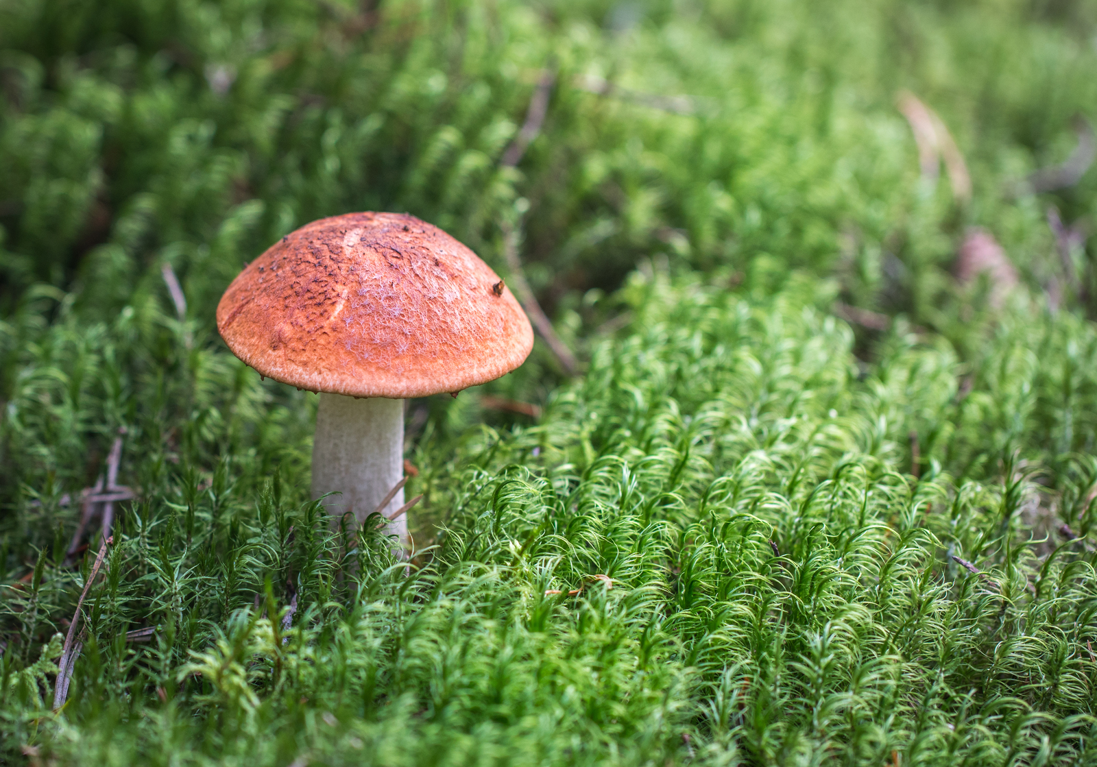 Mushroom photography #42 - My, Mushrooms, Forest, Boletus, Redheads, Borovik, Canon 100 mm, Longpost