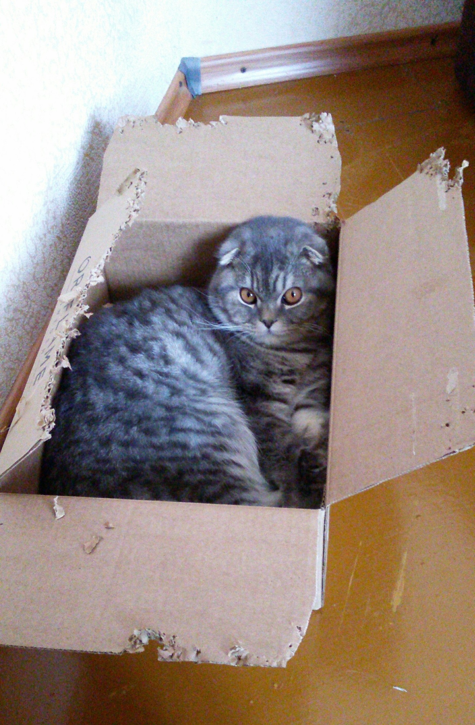 On the wave of posts, it was-became - It Was-It Was, Box and cat, Catomafia, Fluffy, Longpost, cat