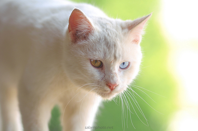 Just a cat - cat, White