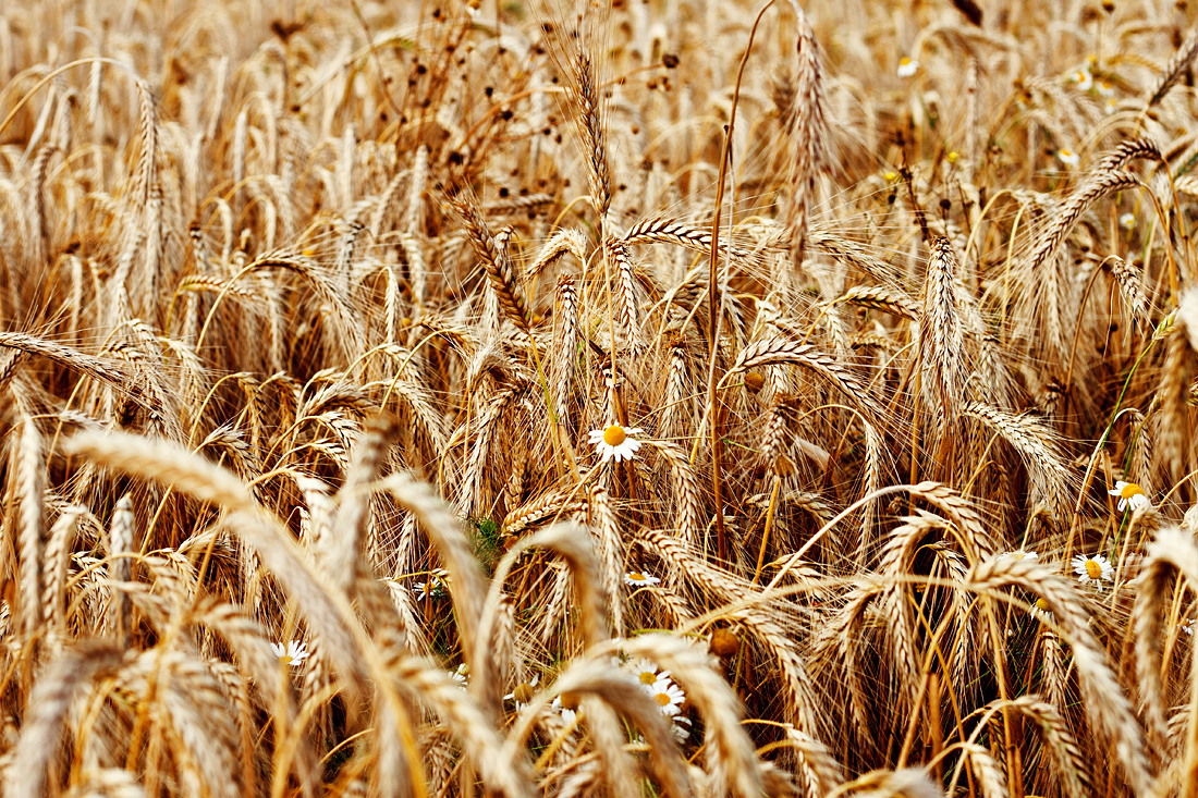 Rye buckwheat wheat feather grass - My, The photo, Canon, Nature, Longpost