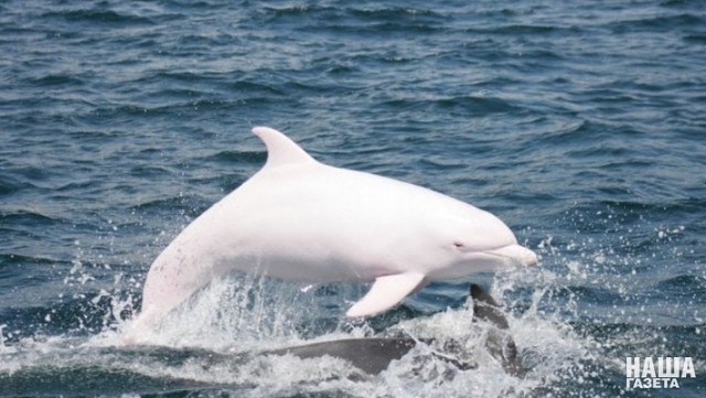 A white dolphin appeared off the coast of Sudak - Dolphin, Crimea, The city of Sudak