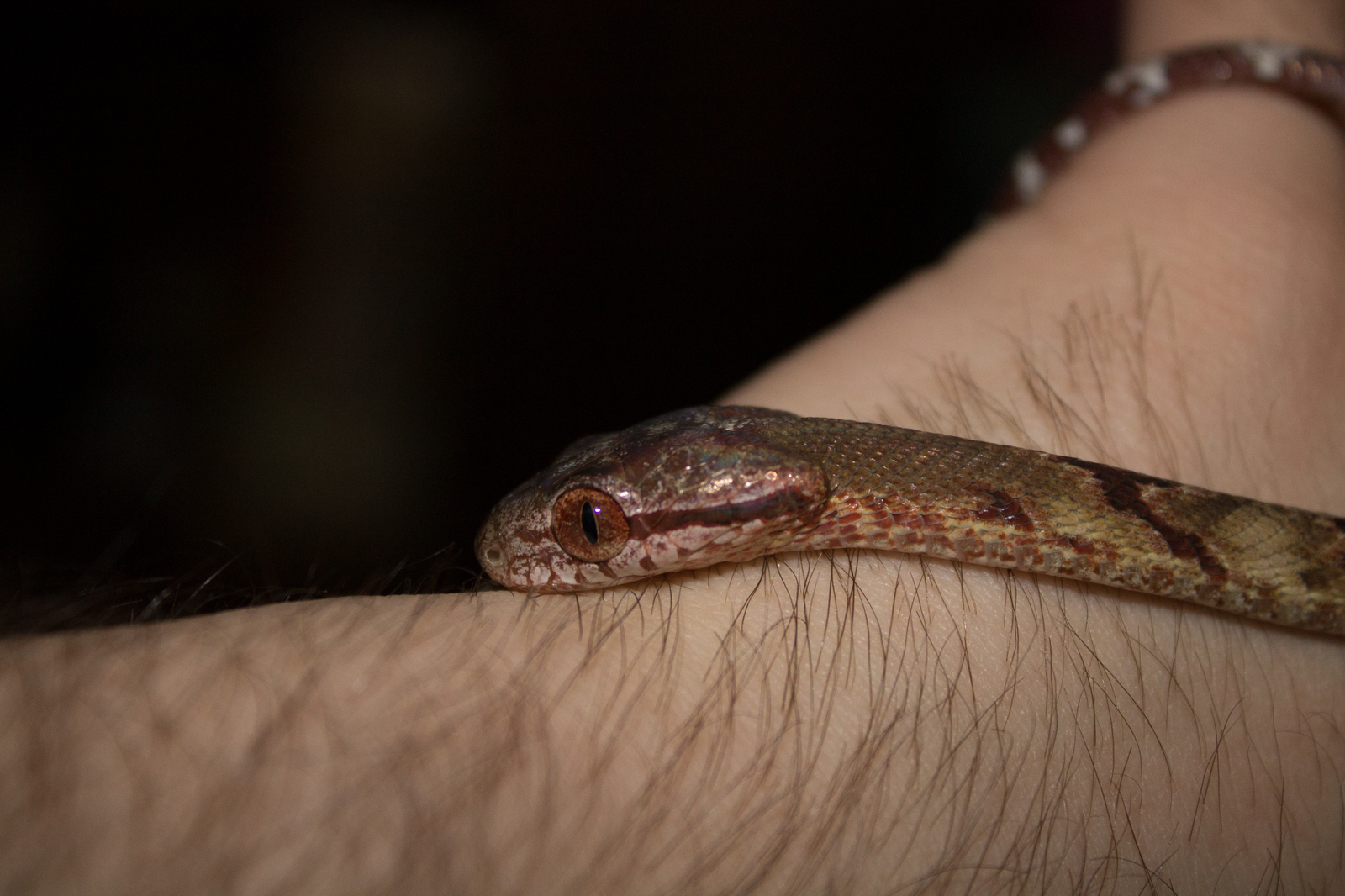 Just a beautiful boyga in your feed - My, Snake, Boyga, Terrariumistics, Milota, The photo, Longpost