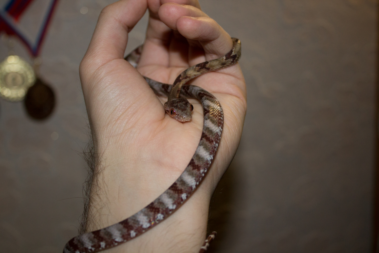 Just a beautiful boyga in your feed - My, Snake, Boyga, Terrariumistics, Milota, The photo, Longpost