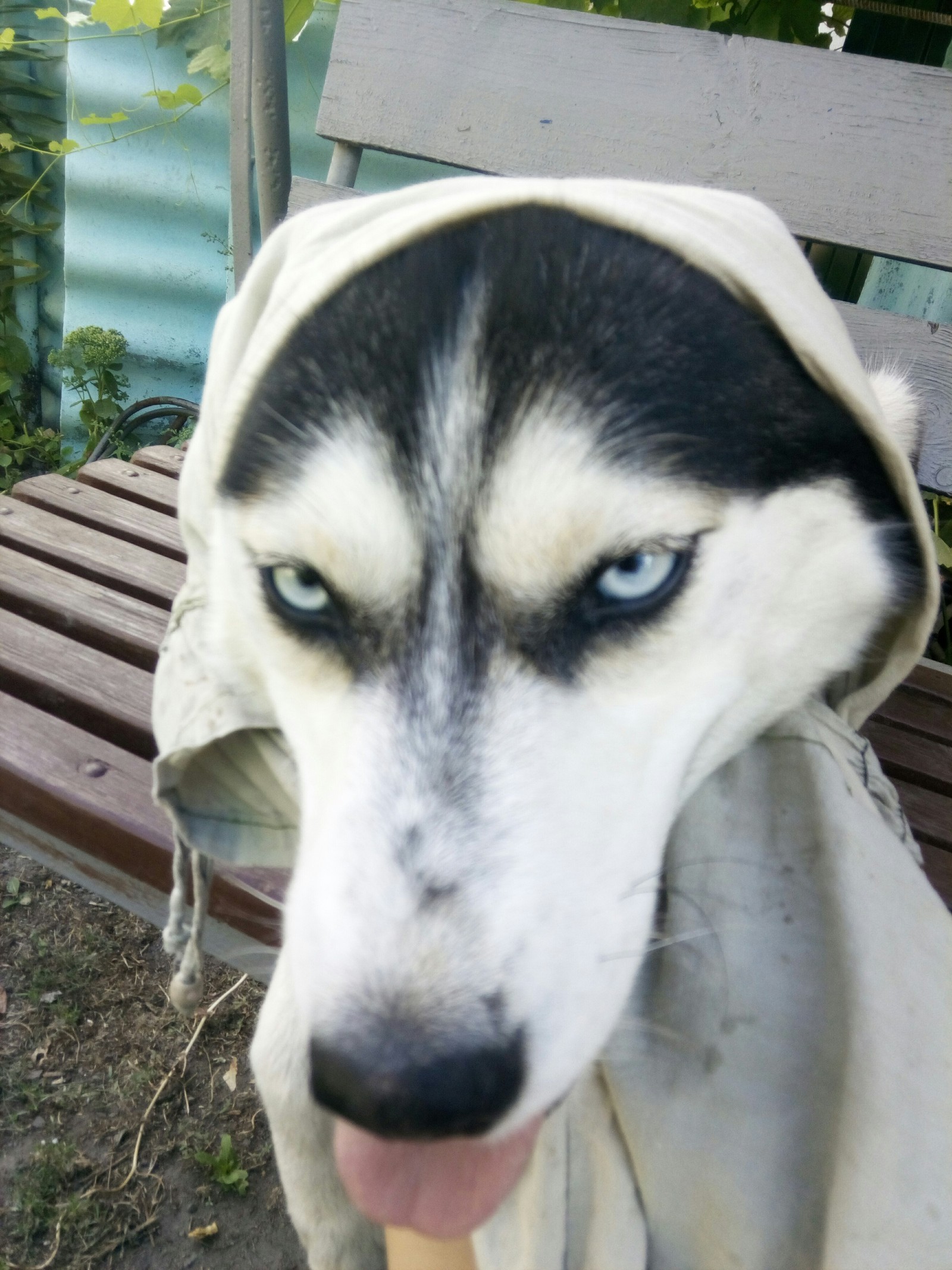 Grandmother ICQ - My, Dog, Siberian Husky, Longpost