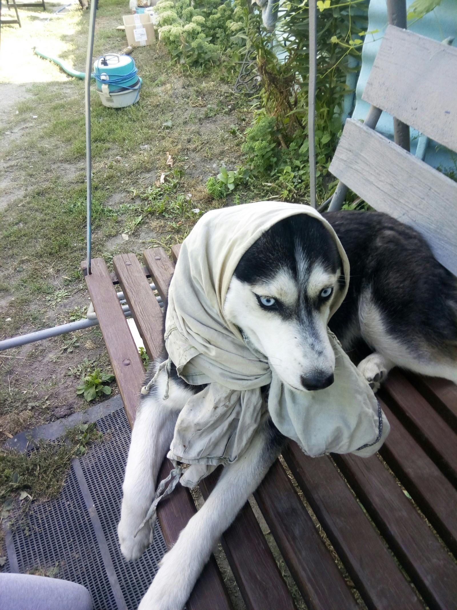 Grandmother ICQ - My, Dog, Siberian Husky, Longpost