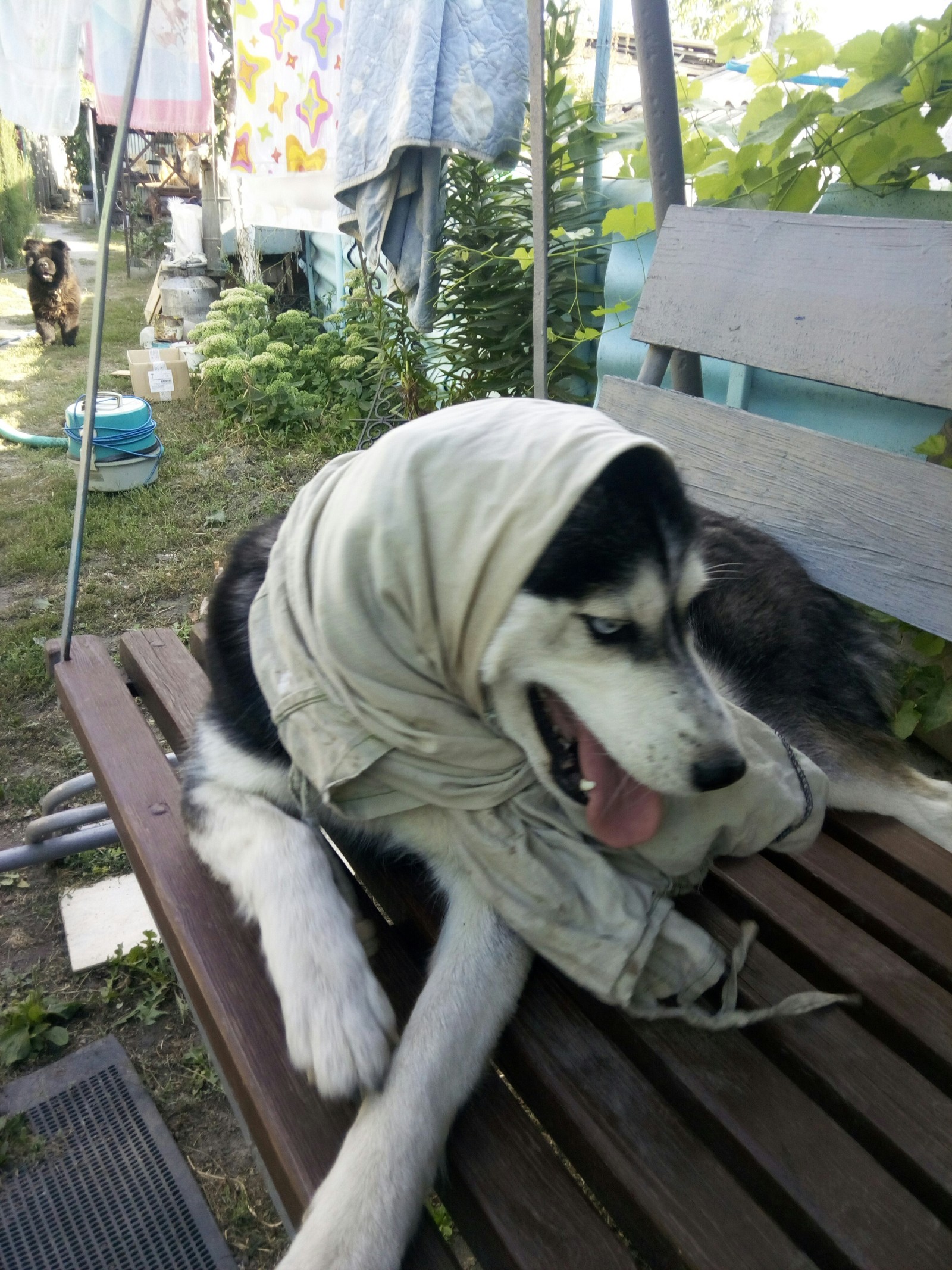 Grandmother ICQ - My, Dog, Siberian Husky, Longpost