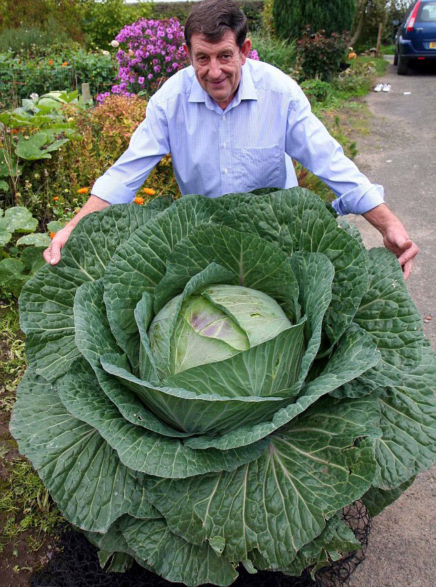 I wonder if you present this to a vegetarian girl, will she be offended? - Cabbage, Flowers, , The male, Giants, Men