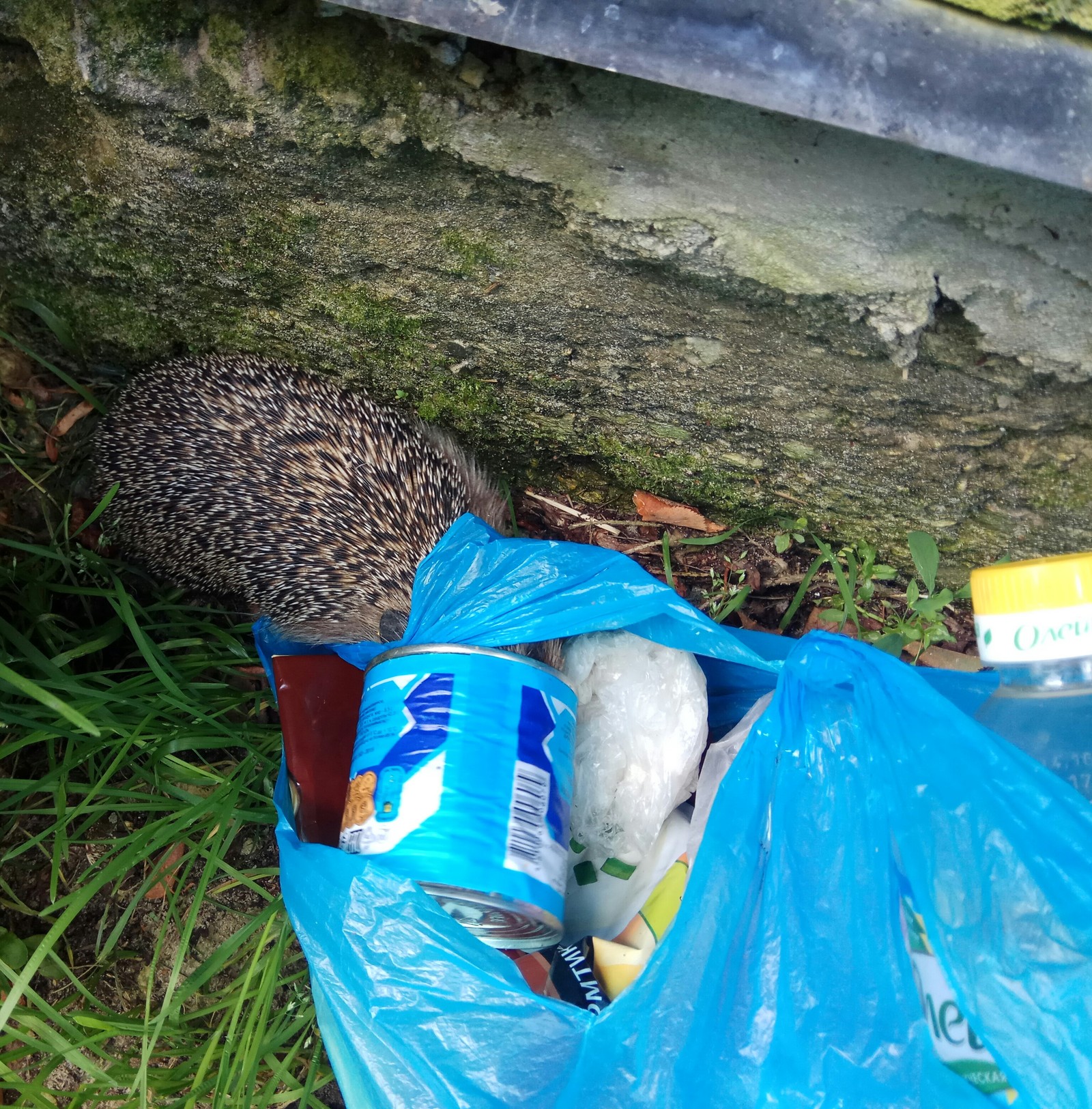 Condensed milk lover - My, Hedgehog, Village, Garbage, Sweet tooth, Condensed milk